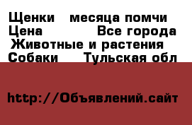 Щенки 4 месяца-помчи › Цена ­ 5 000 - Все города Животные и растения » Собаки   . Тульская обл.